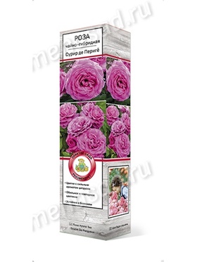 Роза чайно-гибридная Сурир де Перигё 1