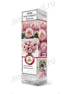 Роза чайно-гибридная Фламинго 1  (артикул 10995429)  большой выбор товаров оптом и в розницу по низким ценам с доставкой