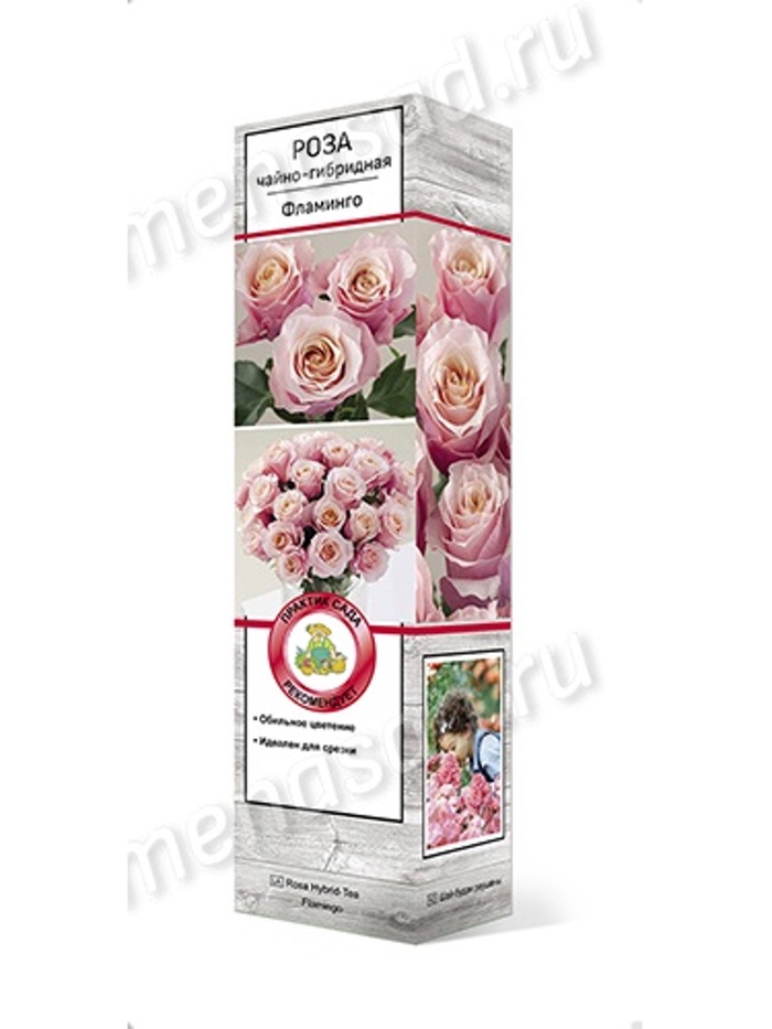 Роза чайно-гибридная Фламинго 1