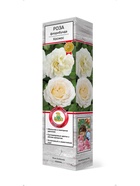 Роза флорибунда Космос 1  (артикул 10995432)  большой выбор товаров оптом и в розницу по низким ценам с доставкой