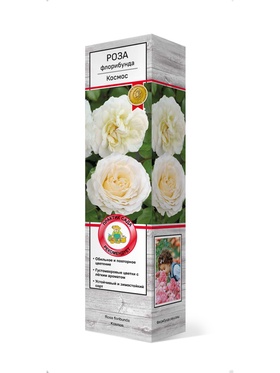 Роза флорибунда Космос 1