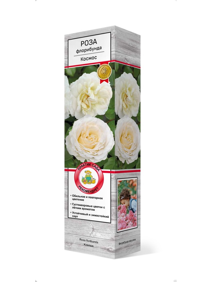 Роза флорибунда Космос 1