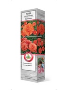 Роза флорибунда Оранжери 1  (артикул 10995434)  большой выбор товаров оптом и в розницу по низким ценам с доставкой