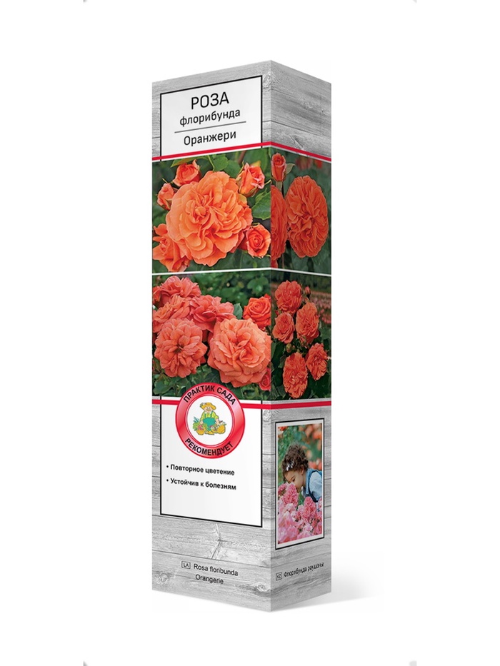 Роза флорибунда Оранжери 1