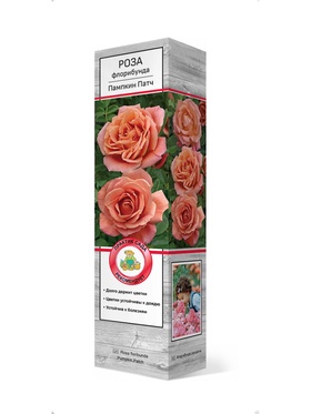 Роза флорибунда Пампкин Патч 1