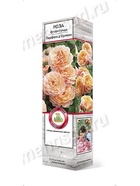 Роза флорибунда Парфюм д`Орлеан 1  (артикул 10995436)  большой выбор товаров оптом и в розницу по низким ценам с доставкой