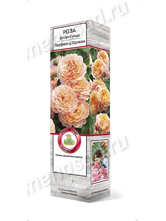 Роза флорибунда Парфюм д`Орлеан 1