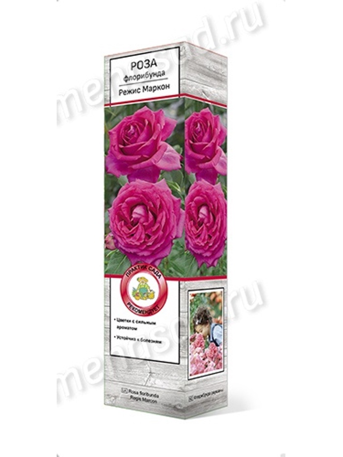 Роза флорибунда Режис Маркон 1