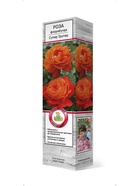 Роза флорибунда Супер Трупер 1  (артикул 10995438)  большой выбор товаров оптом и в розницу по низким ценам с доставкой