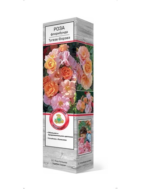 Роза флорибунда Тугезе Форэвэ 1