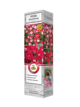 Роза флорибунда Шоне Кобленцерин 1