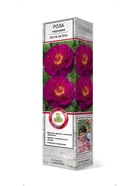 Роза парковая Аутта зе Блу 1  (артикул 10995442)  большой выбор товаров оптом и в розницу по низким ценам с доставкой