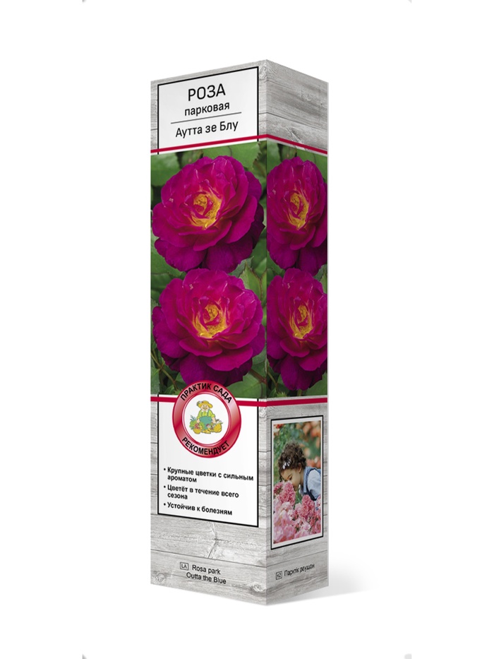 Роза парковая Аутта зе Блу 1, Весна 2026,