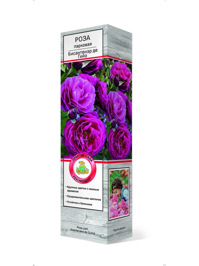 Роза парковая Бисантенэр де Гийо 1