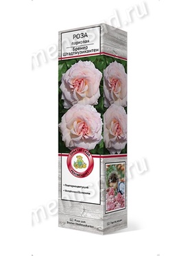 Роза парковая Бремер Штадтмузикантен 1