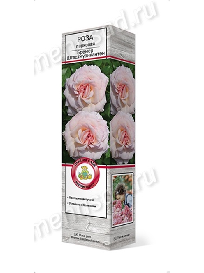 Роза парковая Бремер Штадтмузикантен 1