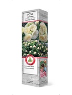 Роза парковая Винтер Лодж 1  (артикул 10995445)  большой выбор товаров оптом и в розницу по низким ценам с доставкой