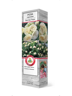 Роза парковая Винтер Лодж 1