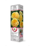 Роза парковая Голден Зест 1  (артикул 10995446)  большой выбор товаров оптом и в розницу по низким ценам с доставкой