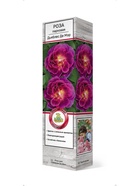 Роза парковая Дьяблес Де Мэр 1  (артикул 10995447)  большой выбор товаров оптом и в розницу по низким ценам с доставкой