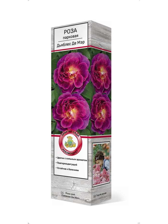 Роза парковая Дьяблес Де Мэр 1