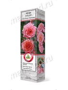 Роза парковая Институт Люмьер 1  (артикул 10995448)  большой выбор товаров оптом и в розницу по низким ценам с доставкой