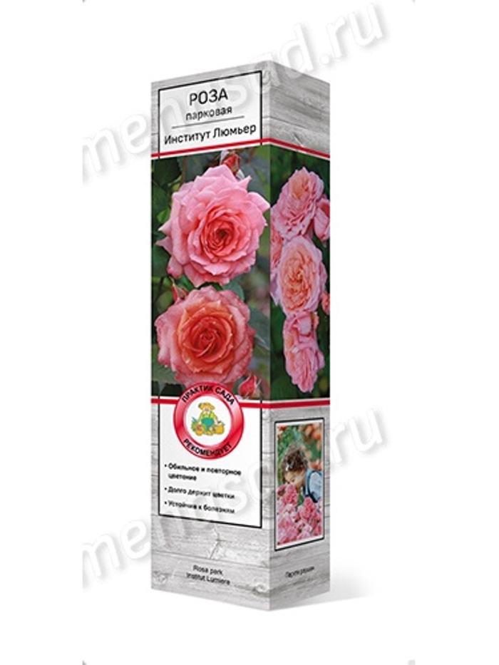 Роза парковая Институт Люмьер 1, Весна 2026,
