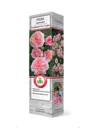 Роза парковая Курфюрстин Софи 1  (артикул 10995449)  большой выбор товаров оптом и в розницу по низким ценам с доставкой