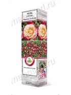 Роза парковая Марсель ан Флёр 1  (артикул 10995451)  большой выбор товаров оптом и в розницу по низким ценам с доставкой