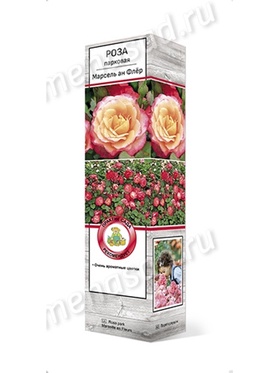 Роза парковая Марсель ан Флёр 1