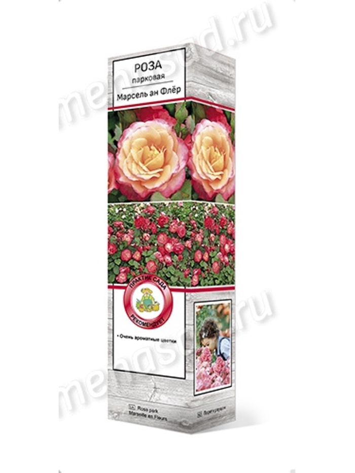 Роза парковая Марсель ан Флёр 1