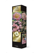 Роза парковая Пич Дрифт 1  (артикул 10995452)  большой выбор товаров оптом и в розницу по низким ценам с доставкой