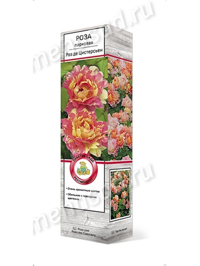Роза парковая Роз де Цистерсьен 1