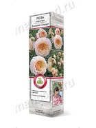 Роза парковая Элизабет Стюарт 1  (артикул 10995455)  большой выбор товаров оптом и в розницу по низким ценам с доставкой