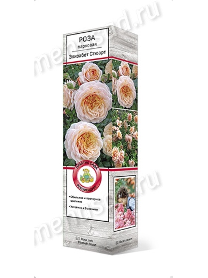 Роза парковая Элизабет Стюарт 1
