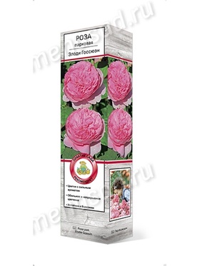 Роза парковая Элоди Госсюэн 1