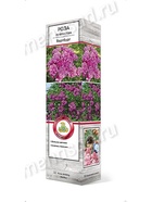 Роза плетистая Вартбург 1  (артикул 10995458)  большой выбор товаров оптом и в розницу по низким ценам с доставкой