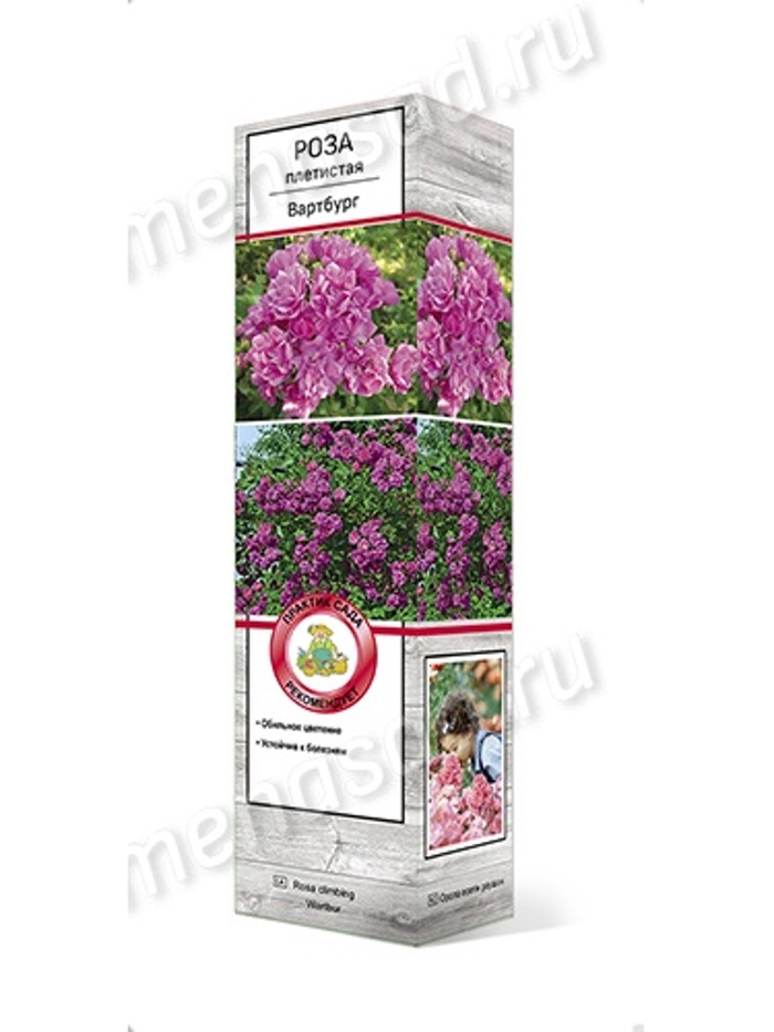 Роза плетистая Вартбург 1