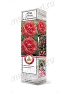 Роза плетистая Ди Ди Бриджуотер 1  (артикул 10995459)  большой выбор товаров оптом и в розницу по низким ценам с доставкой