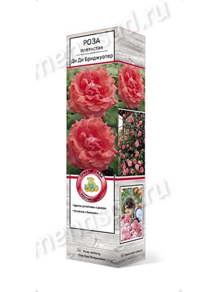 Роза плетистая Ди Ди Бриджуотер 1