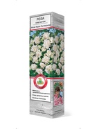 Роза плетистая Илзе Крон Супериор 1  (артикул 10995461)  большой выбор товаров оптом и в розницу по низким ценам с доставкой