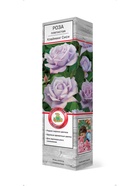 Роза плетистая Клайминг Си-си 1  (артикул 10995463)  большой выбор товаров оптом и в розницу по низким ценам с доставкой