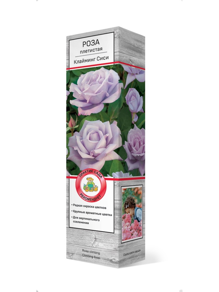 Роза плетистая Клайминг Си-си 1, Весна 2026,