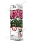 Роза плетистая Милами 1  (артикул 10995464)  большой выбор товаров оптом и в розницу по низким ценам с доставкой