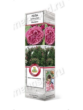 Роза плетистая Милами 1