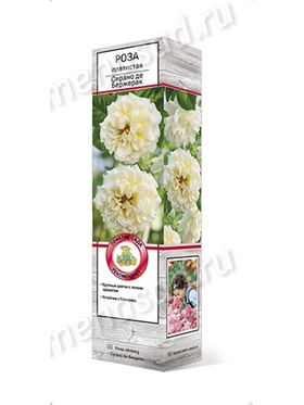 Роза плетистая Сирано де Бержерак 1