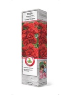 Роза плетистая Супер Эльфин 1  (артикул 10995467)  большой выбор товаров оптом и в розницу по низким ценам с доставкой