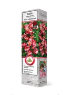 Роза плетистая Форт оф Джулай 1  (артикул 10995468)  большой выбор товаров оптом и в розницу по низким ценам с доставкой