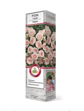 Роза спрей Лидия 1