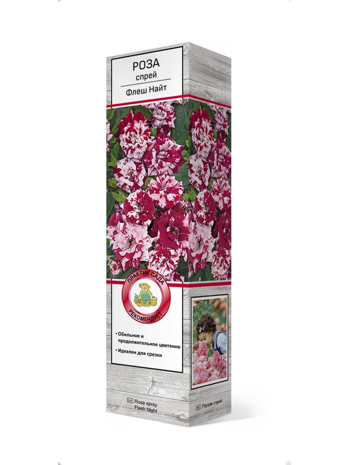 Роза спрей Флеш Найт 1